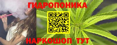 крисы Шебекино